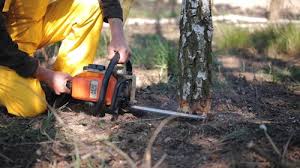 Best Arborist Consultation Services  in Franklinville, NC